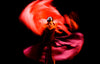 Flamenco Receives UNESCO Recognition