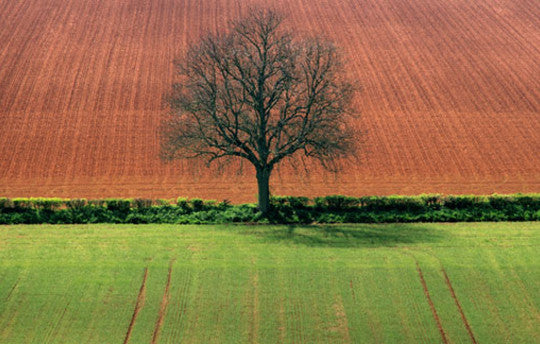 New Rough Guide Albums: English Folk and Brazilian Café