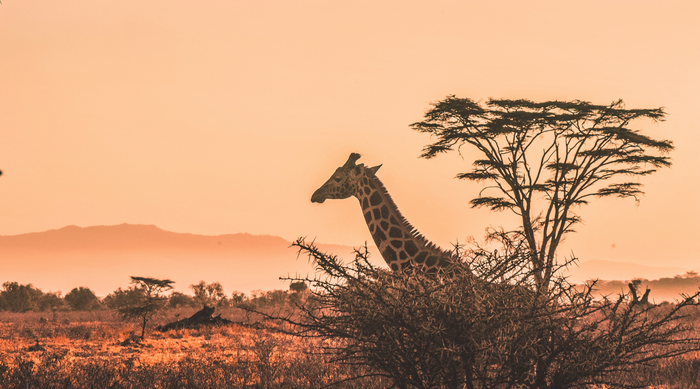 Around The World In Isolation - Let's explore Africa